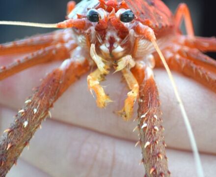 Squat lobster
