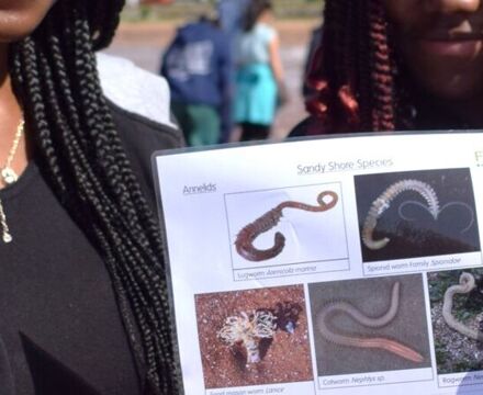 Sandy shore sampling 22