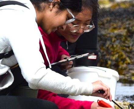 Rocky shore sampling 19
