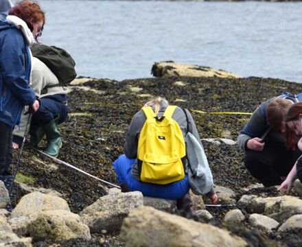Rocky shore sampling 17