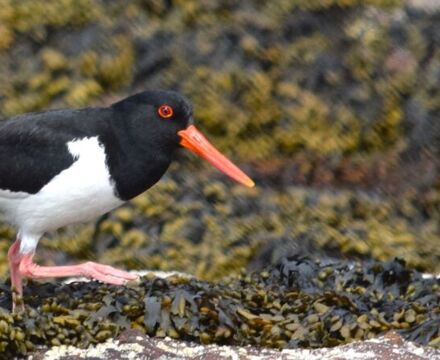 Rocky shore sampling 14
