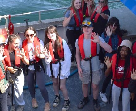 Five species of starfish