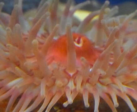 Anemone